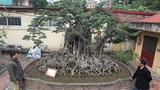 Hai cây sanh “khủng” của doanh nhân bí ẩn ở Hà Nội