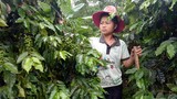 Nông sản sạch “nức tiếng” giúp nhà nông Sơn La sống khỏe