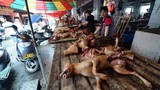 Luật hóa cấm ăn thịt chó ở nước ngoài: Những điều chưa biết 