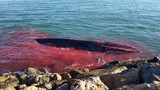 Cá voi khổng lồ đẫm máu bơi vào cảng cầu cứu 