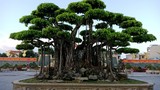 "Choáng váng" những cây sanh cổ giá triệu đô hút đại gia