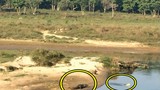 Video: Liều lĩnh vượt sông, chó chết thảm trước hàm cá sấu 