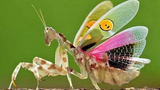 Top côn trùng tuyệt đẹp trên Trái đất, nhìn như sinh vật "ngoài hành tinh"