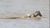 Video: Ngựa vằn non nỗ lực giành sự sống trước hàm cá sấu