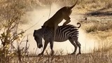 Video: Sư tử lao nhanh như chớp tấn công ngựa vằn