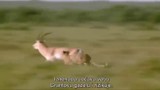 Video: Báo săn hùng hổ vồ linh dương, không ngờ bị con mồi húc cả thủng bụng