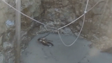 Video: Dân làng giải cứu linh dương khỏi giếng sâu 15m