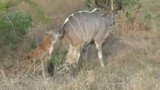 2 con linh cẩu hạ linh dương vằn Kudu to lớn 