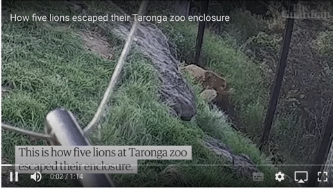 Video: Cuộc đào tẩu của 5 con sư tử tại vườn thú ở Sydney
