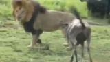 Video: Linh dương đầu bò cả gan đối đầu sư tử đực  