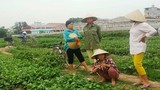 Thiệt hại nặng vì VTV dàn dựng clip, người trồng rau đòi bồi thường