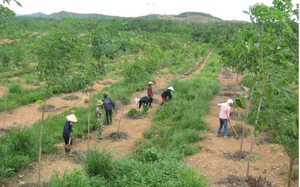 Thuận lợi và khó khăn trong thực hiện chính sách đất đai để tích tụ, tập trung ruộng đất nông nghiệp ở Hà Nam