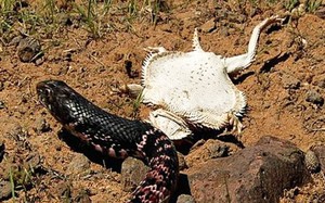 Clip: Thằn lằn quỷ gai dùng tuyệt chiêu khiến rắn độc hết muốn ăn