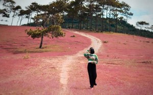 Cảnh đẹp như tranh của đồi cỏ hồng hoang sơ gần Đà Lạt