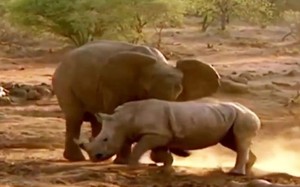 Video: Màn giao chiến kịch liệt giữa voi với đàn tê giác