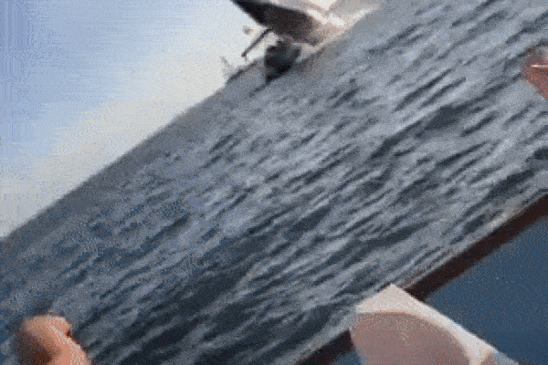 Kinh hoàng cá voi lưng gù húc tung thuyền khiến du khách gãy chân