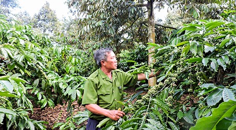 Lợi ích từ mô hình trồng xen canh sầu riêng trong vườn cà phê Kinh nghiệm làm ăn Báo ảnh Dân tộc và Miền núi #1 Lợi ích từ mô hình trồng xen canh sầu riêng trong vườn cà phê Kinh nghiệm làm ăn Báo ảnh Dân tộc và Miền núi