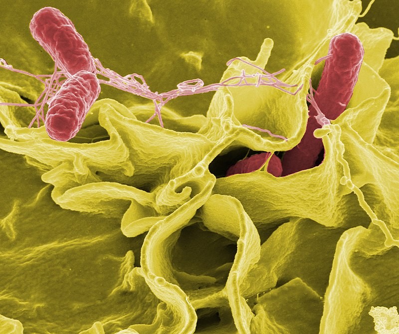5 vấn đề với vi khuẩn nguy hiểm Salmonella