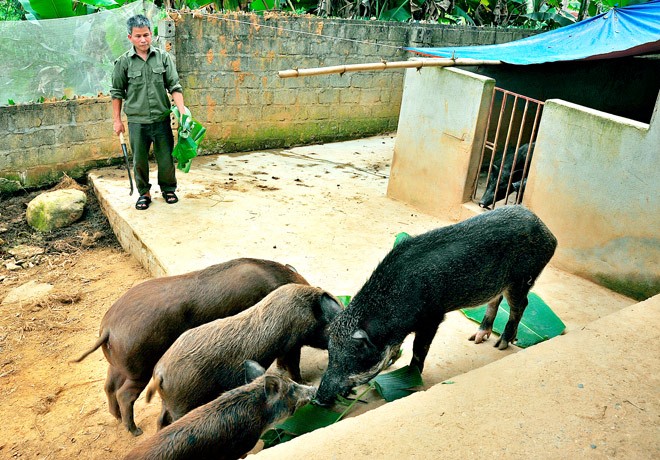 Nguồn lợi khổng lồ từ mô hình nuôi lợn cắp nách nguon loi khong lo tu mo  hinh nuoi lon cap nach