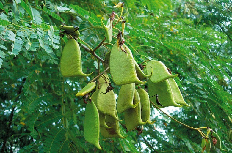Khám phá loài cây tô mộc được trồng nhiều ở VN để chống trộm