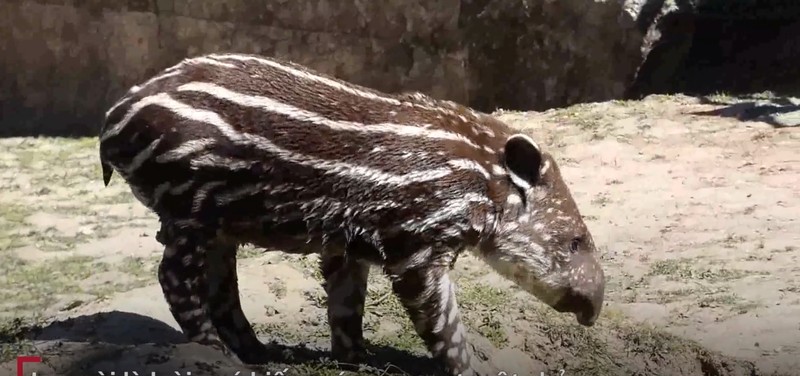 Tận mục lợn vòi siêu quý hiếm vừa chào đời tại vườn thú Anh