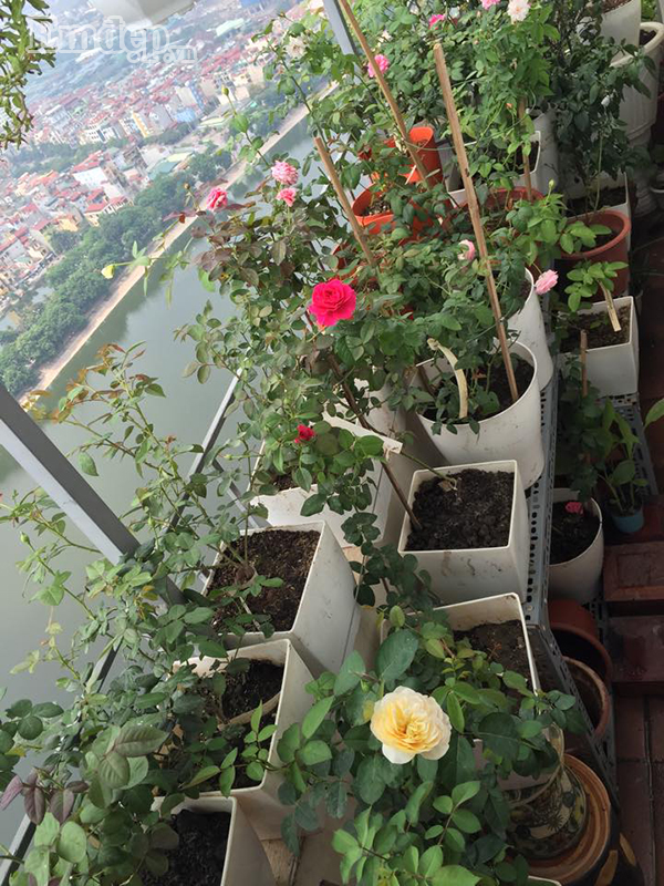 Ban công vỏn vẹn 3m2 trồng 100 gốc hoa hồng đẹp quên sầu