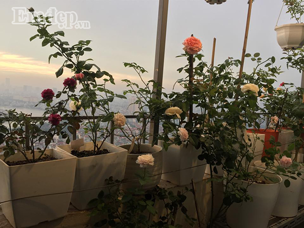 Ban công vỏn vẹn 3m2 trồng 100 gốc hoa hồng đẹp quên sầu