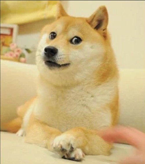 Hình nền Nền Hình ảnh Chó Shiba Inu Với đồng Xu Nền Chú Chó Shiba Inu Dễ  Thương 3d Với Các Biểu Tượng đô La Nổi Trên Nền Màu Xanh Lam ảnh