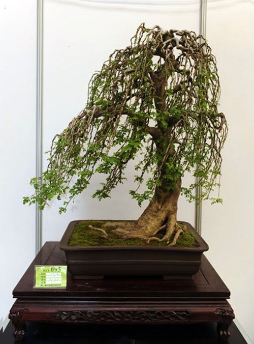 Mê tít loạt bonsai dáng bạt phong siêu độc