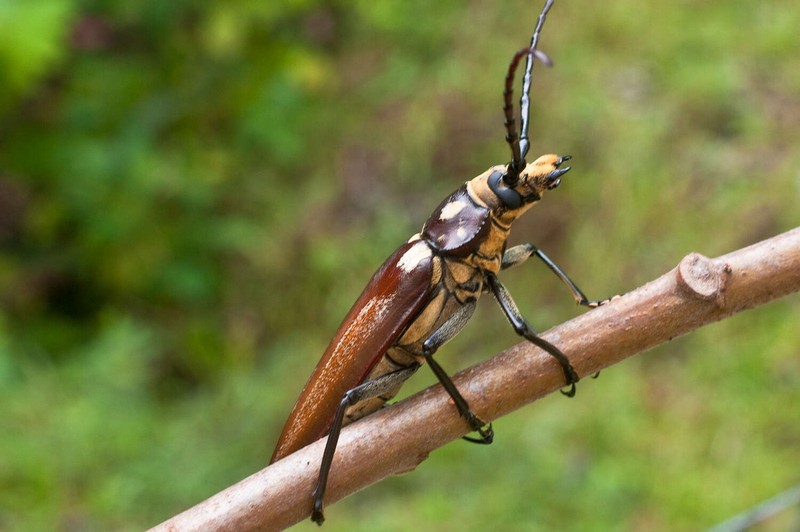 6 Loài bọ cánh cứng quý hiếm nhất ở Việt Nam