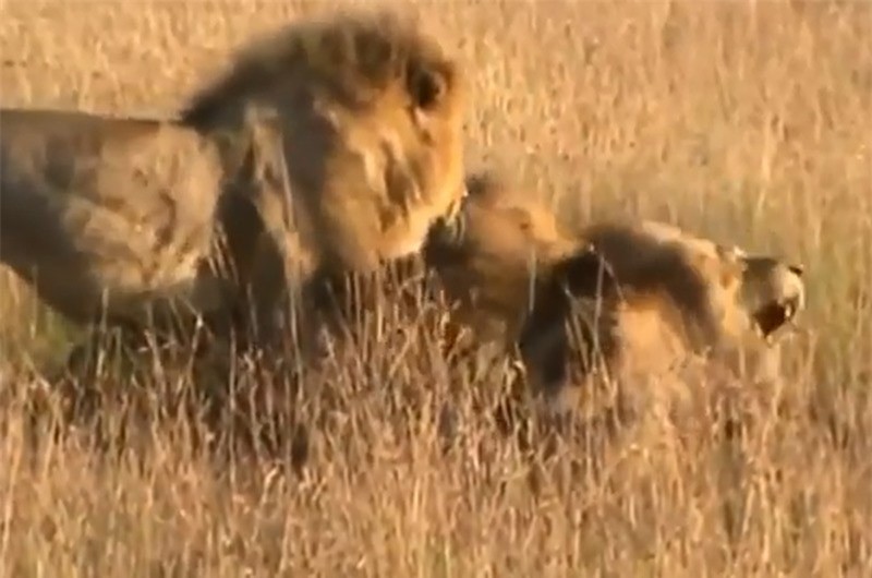 Video: Bầy sư tử quyết chiến giành lãnh thổ