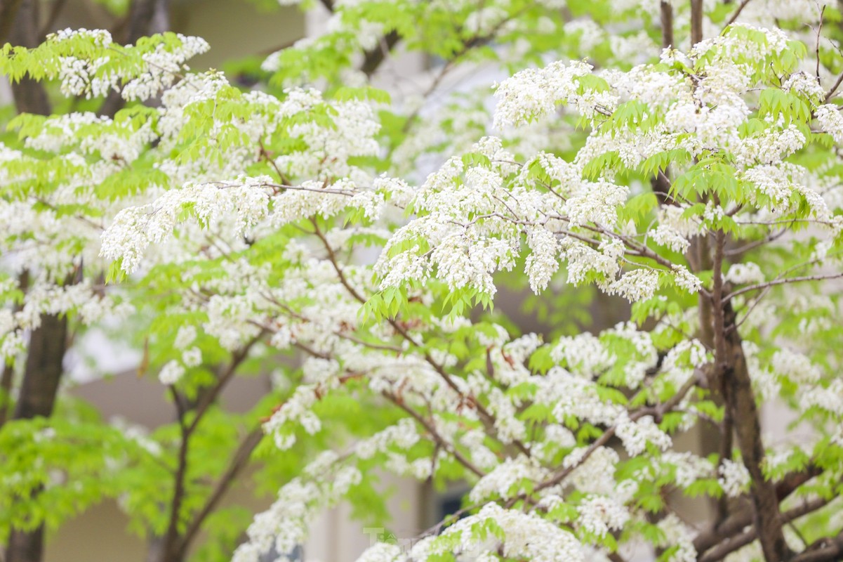 Beautifully decorated to buy flowers and flowers in Ha Noi-Hinh-12