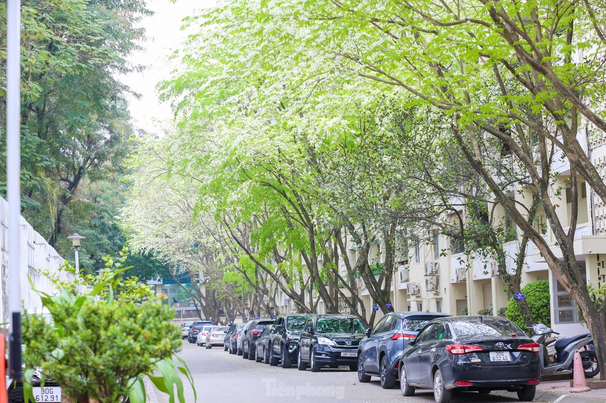 Beautifully decorated to buy flowers and flowers in Ha Noi-Hinh-6