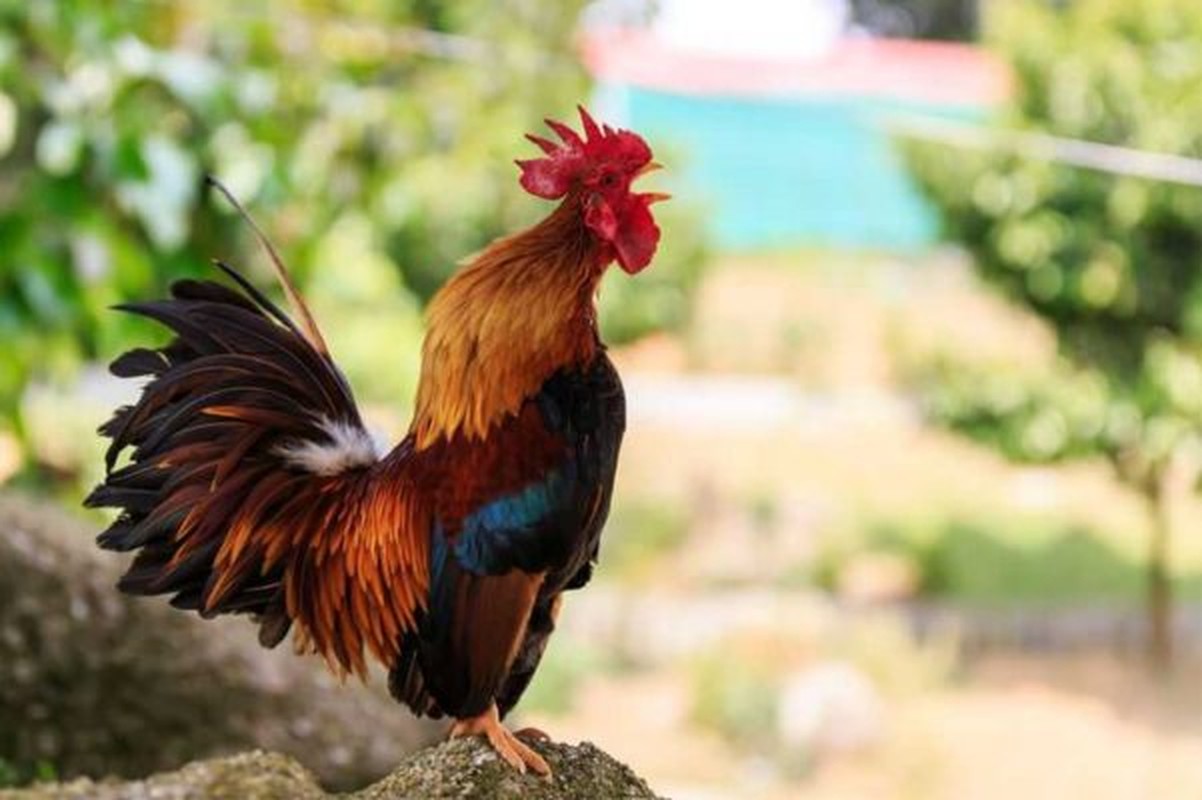 Ba năm tới: 3 con giáp nợ nần chồng chất, 1 tuổi thoát Tam Tai - Hình 14 Ba nam toi: 3 con giap no nan chong chat, 1 tuoi thoat Tam Tai-Hinh-14