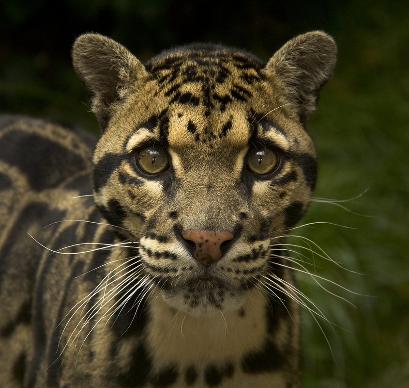 Types of wild cats found in Vietnam: Bao Gam-Hinh-10