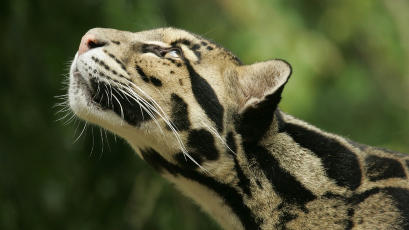 Types of wild cats found in Vietnam: Bao Gam-Hinh-12