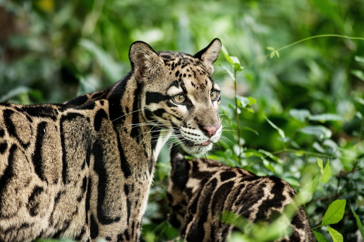 Types of wild cats found in Vietnam: Bao Gam-Hinh-13