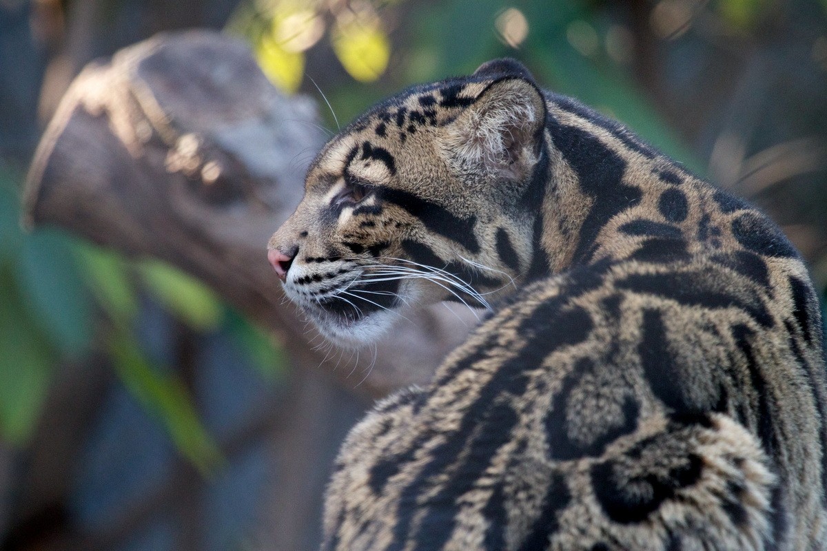 Vietnam's rare wild cats: Bao Gam-Hinh-14