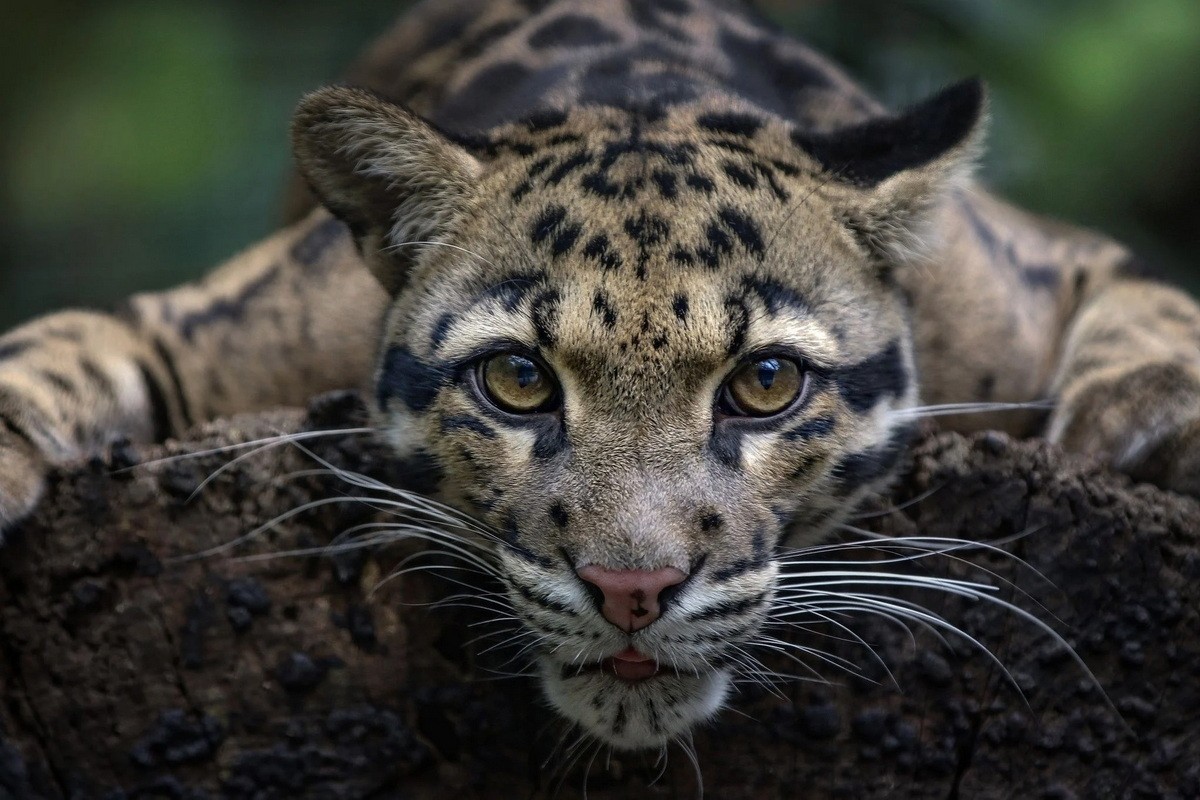 Types of wild cats found in Vietnam: Bao Gam-Hinh-15