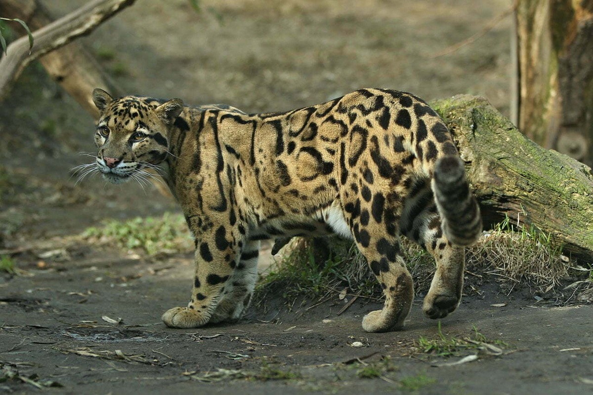 Types of wild cats found in Vietnam: Bao Gam-Hinh-3