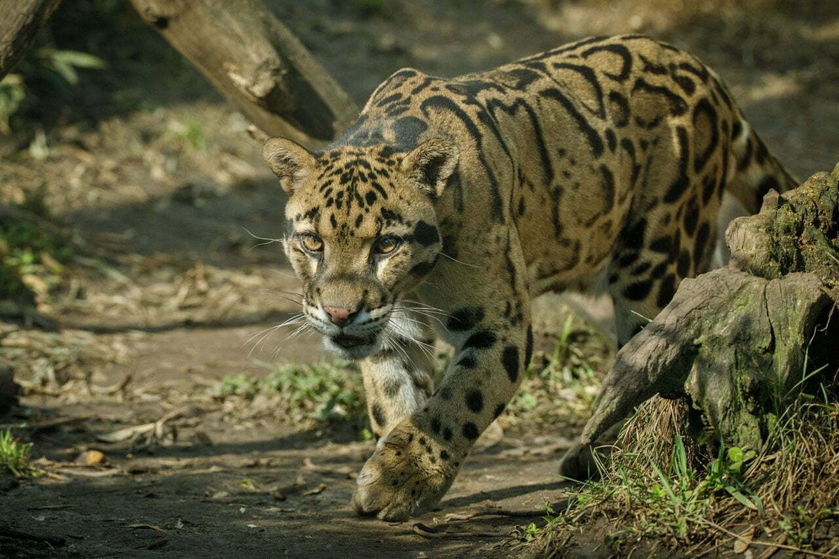 Vietnam's rare wild cats: Bao Gam-Hinh-5