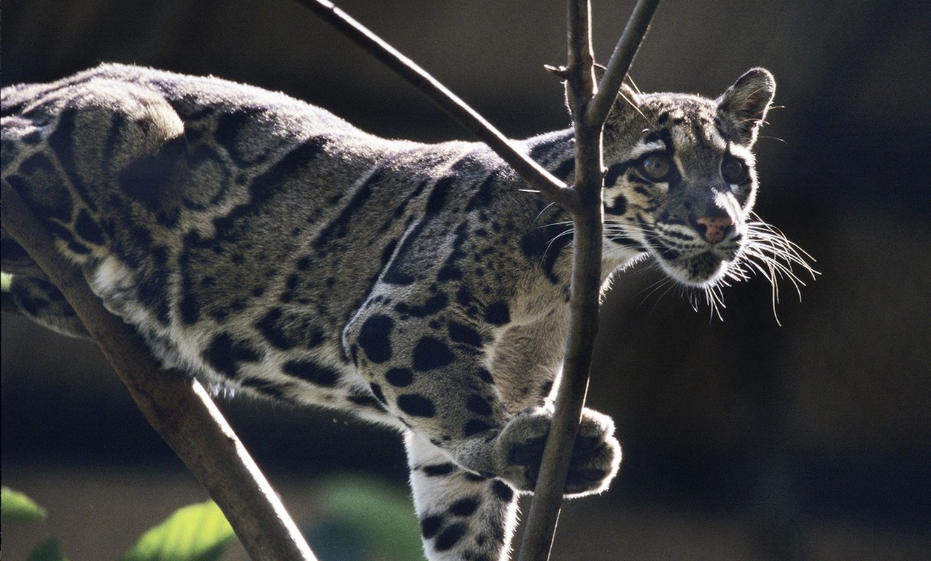 Types of wild cats found in Vietnam: Bao Gam-Hinh-6