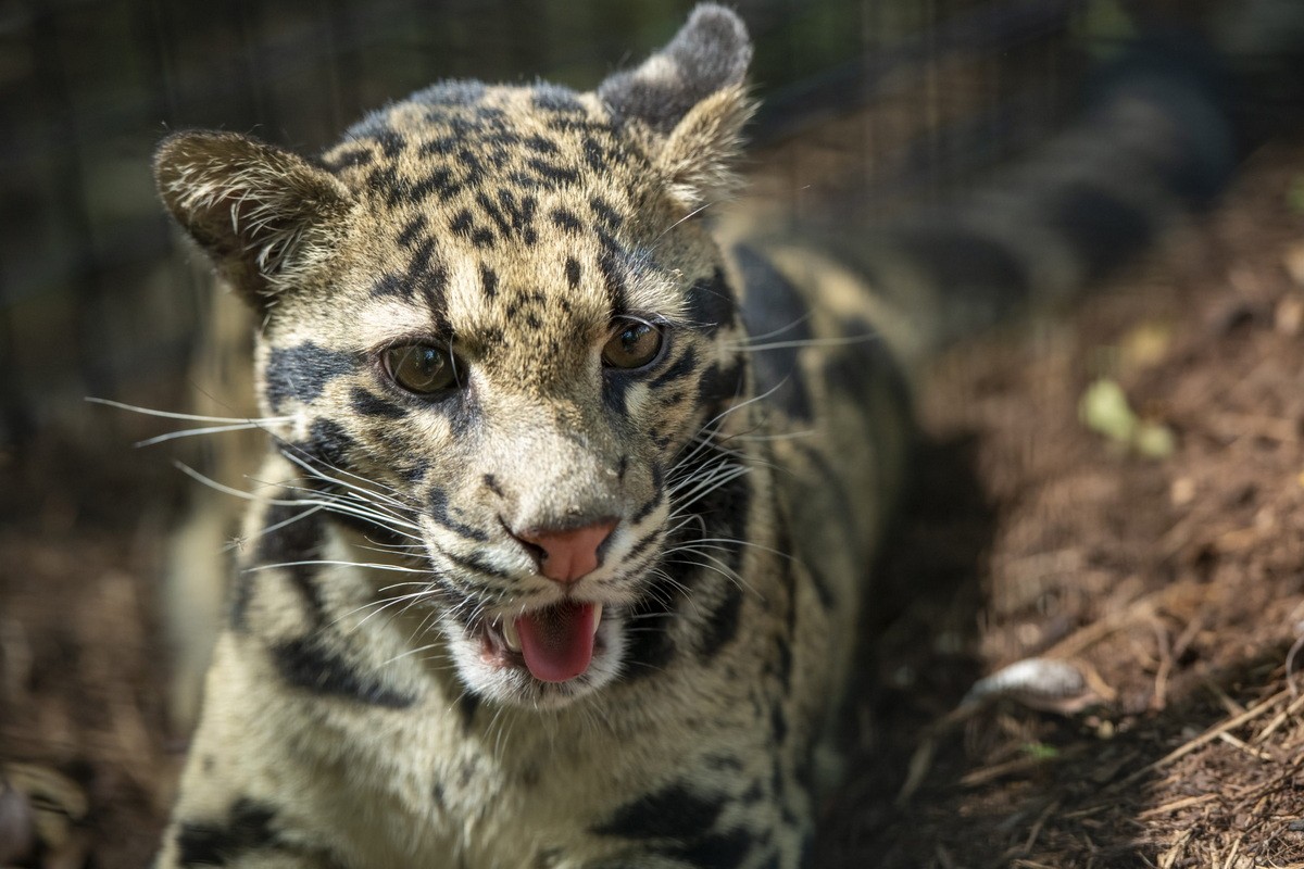 Types of wild cats found in Vietnam: Bao Gam-Hinh-7