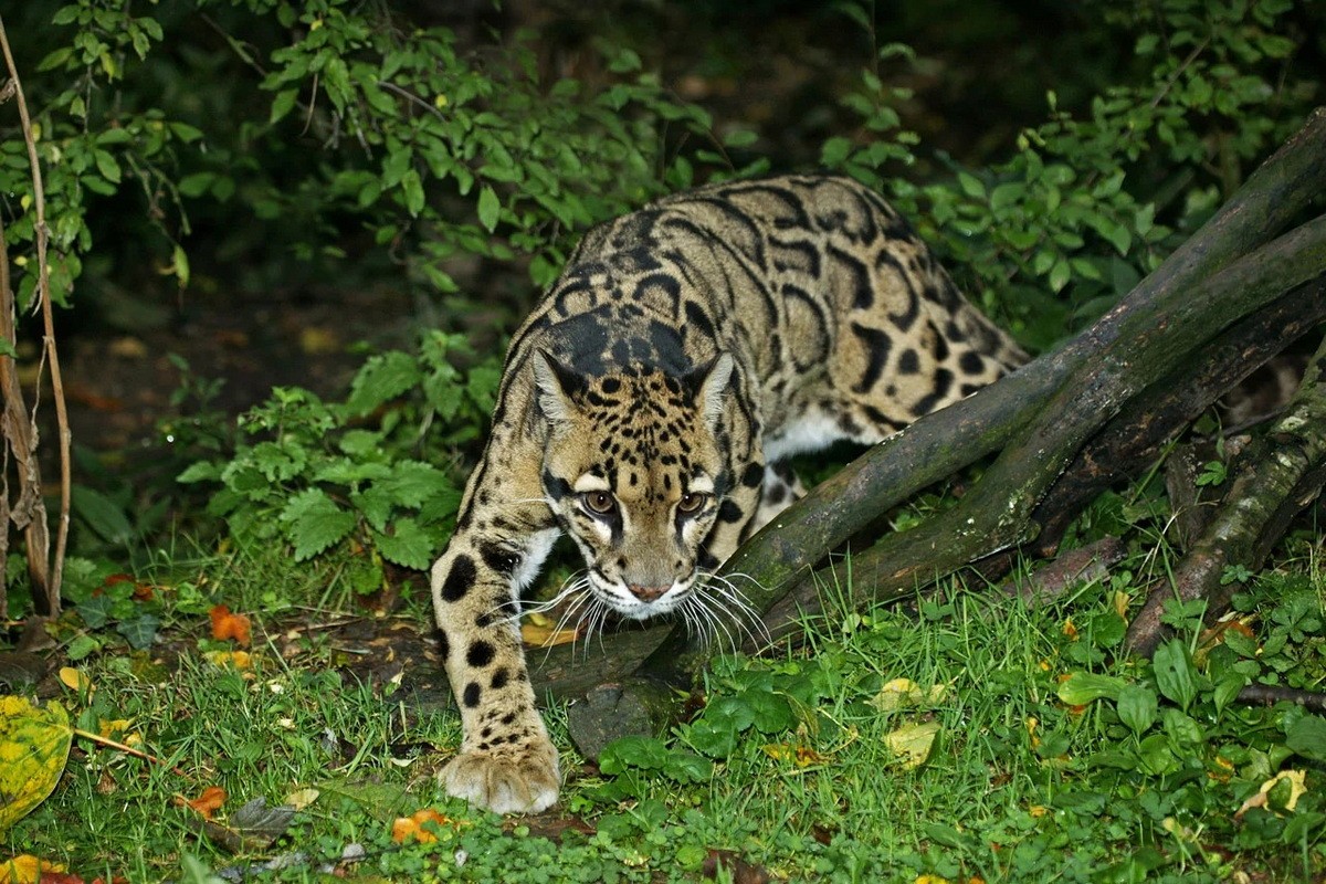 Types of wild cats found in Vietnam: Package-Hinh-8