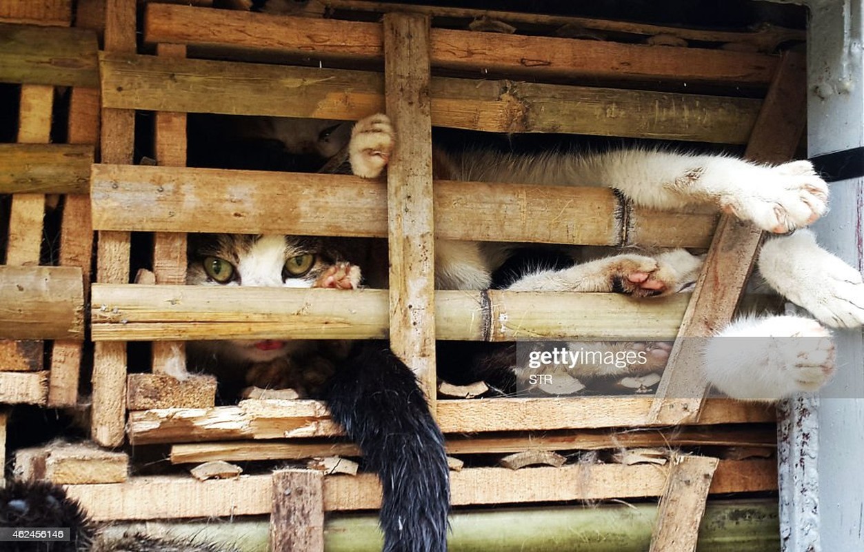 Unique image of an international reporter about cats in Vietnam - Archyde