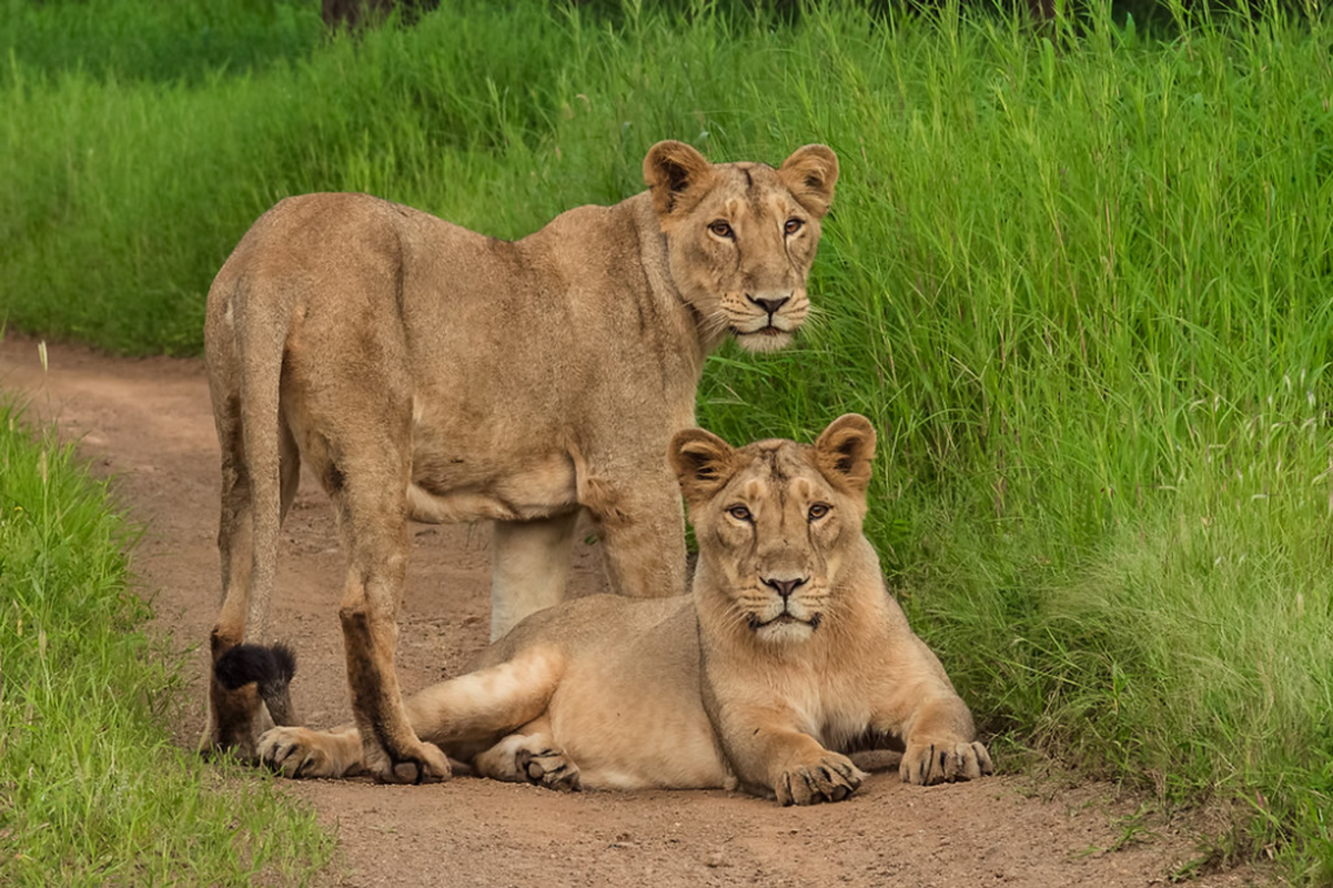 Fight 5 types of wild cats with the most dangerous skin in the world-Hinh-4