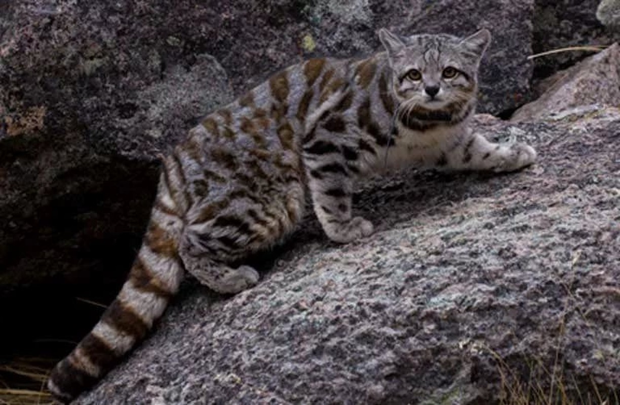 Fight 5 types of wild cats with the most dangerous skin in the world-Hinh-5