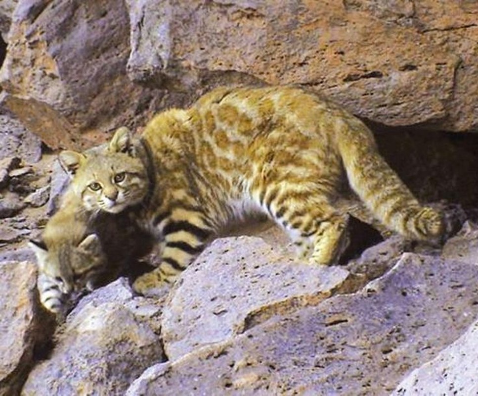 Diem mat 5 types of wild cats with the most dangerous skin in the world-Hinh-6