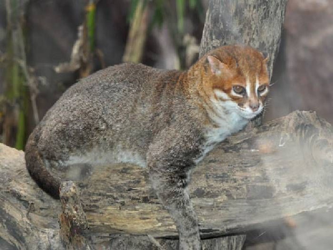 Fight 5 types of wild cats with the most dangerous skin in the world-Hinh-7