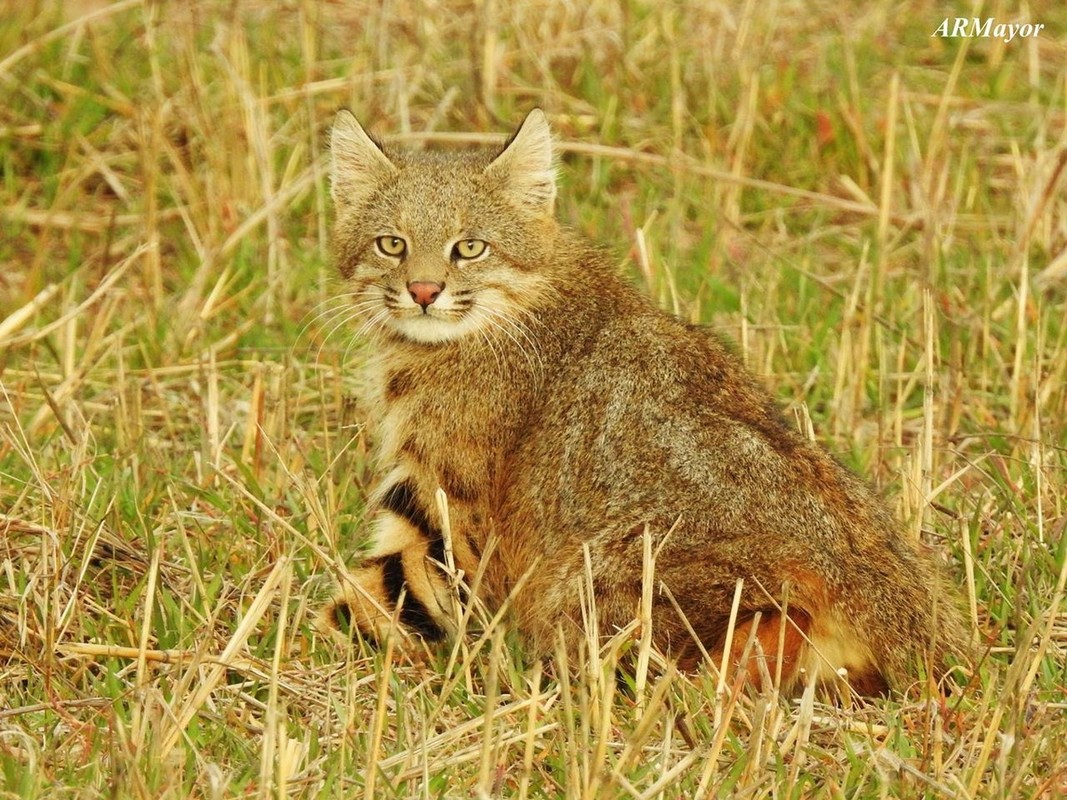 List 12 types of wild meows that show their character My-Hinh-10